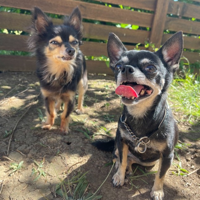 Photo of Lola And Pixie