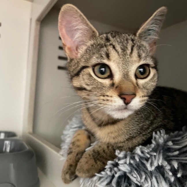 Photo of Curie *Meet Me At Petstock Kingsford*