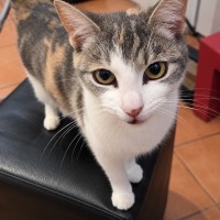 Photo of 🐾 Buffy 🐾