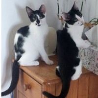 Photo of Manny And Munro