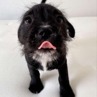 Photo of Sisko