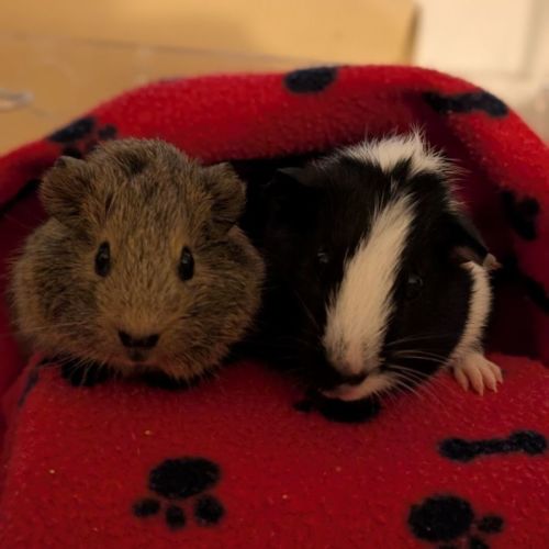 Miso & Soy - Smooth Hair Guinea Pig
