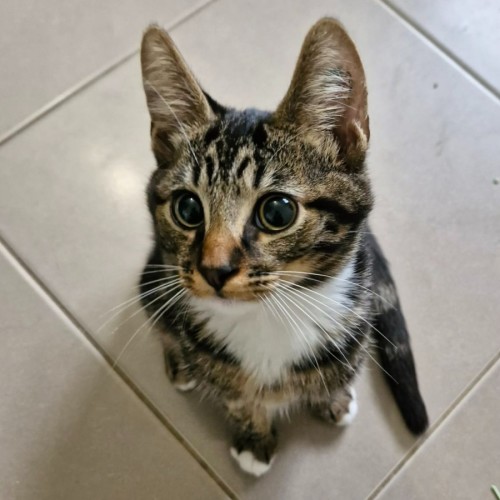 Jude - Domestic Short Hair (DSH) Cat