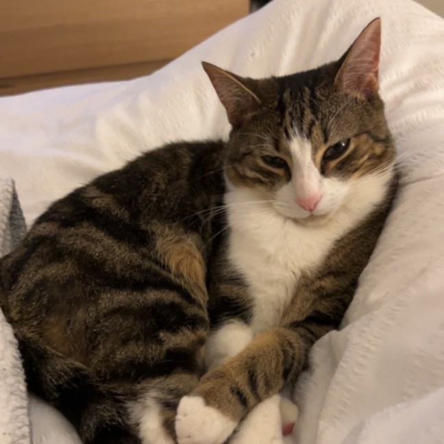 Photo of Billy **2nd Chance Cat Rescue**