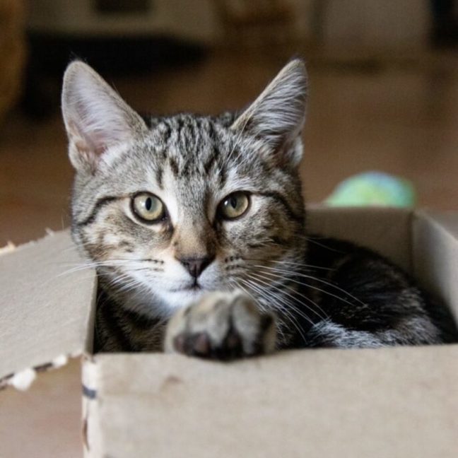 Photo of Emerald 