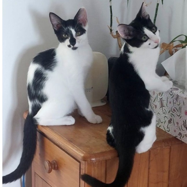 Photo of Manny And Munro