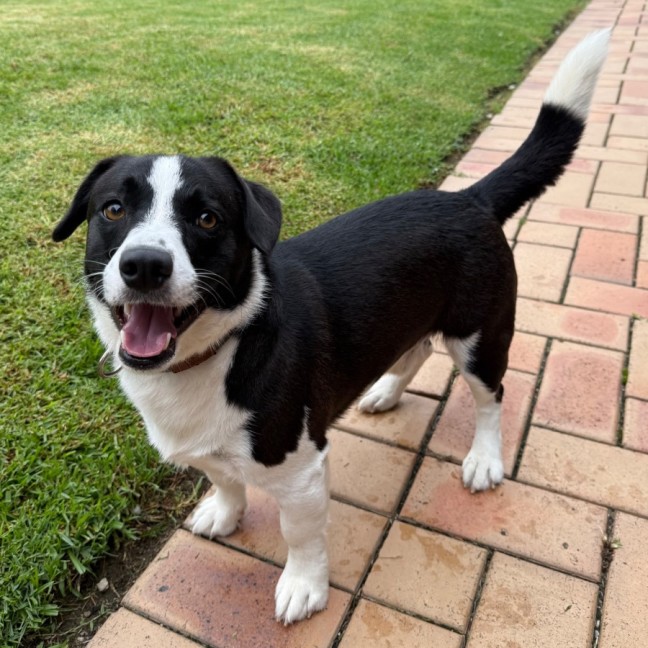 Photo of Ziggy