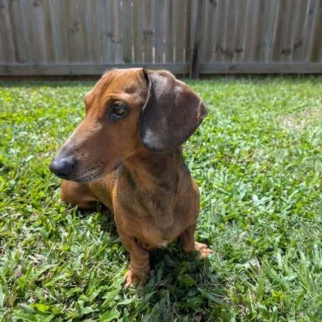 Photo of Snickers