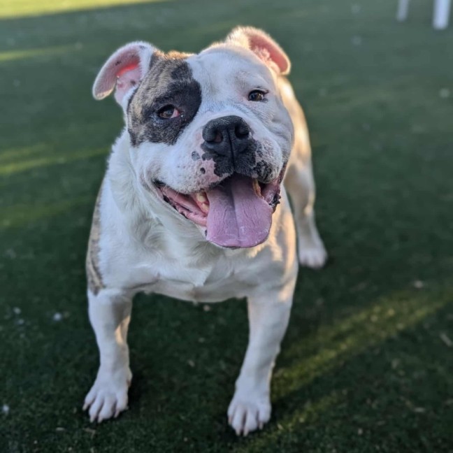 Photo of George Imp 1356