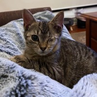 Photo of Timothy ^^Dandy Cat Rescue^^