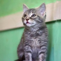 Photo of 🌺 Lola 🌺