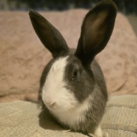 Photo of Masiy (Located In Wantirna South)