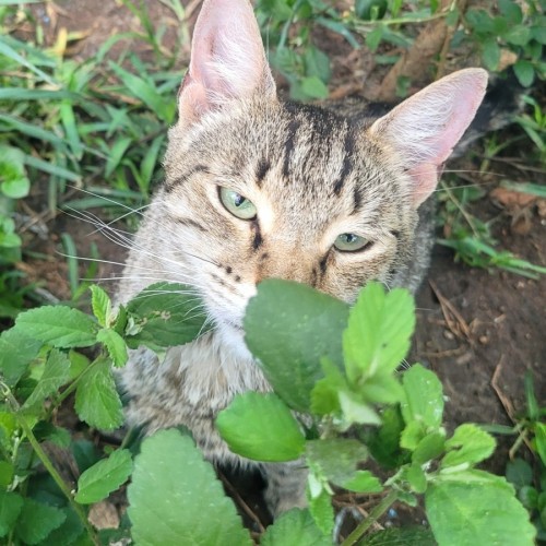 Orenji 🧡 - Domestic Short Hair (DSH) Cat
