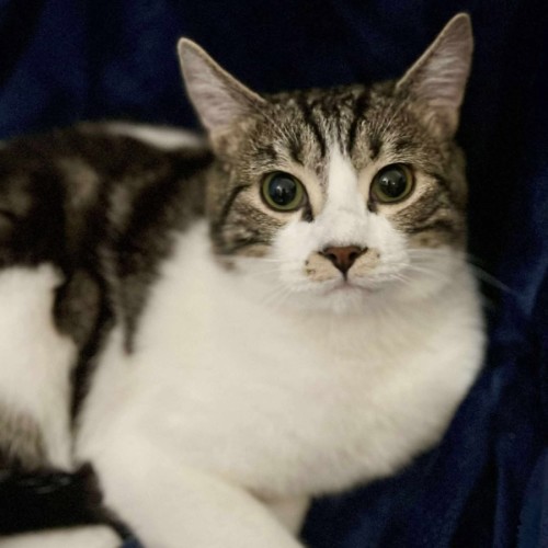 JJ *9 Lives Project Rescue* - Domestic Short Hair (DSH) Cat
