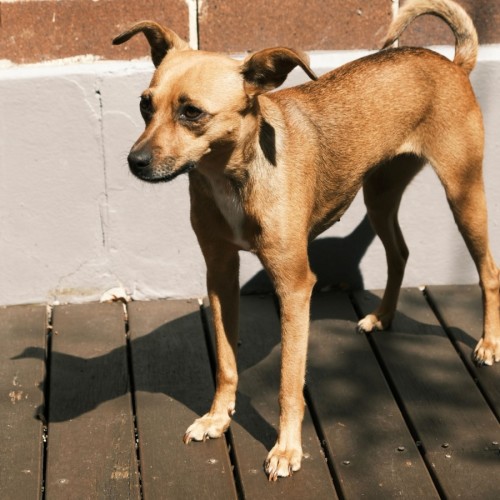 Pip - Chihuahua Dog
