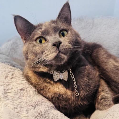 Sophie - Domestic Short Hair (DSH) Cat