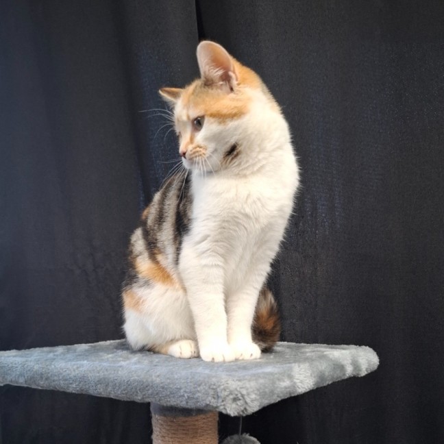 Photo of Bella