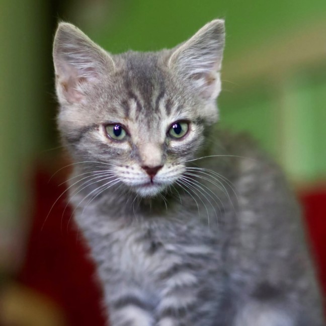 Photo of 🌺 Lola 🌺