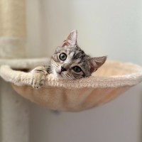 Photo of Neville