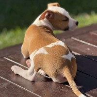Photo of Rosie