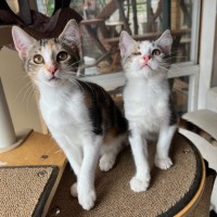 Photo of Marmalade & Honey