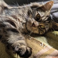 Photo of Snickerdoodle