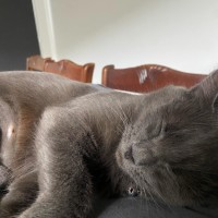 Photo of Meredith Grey 