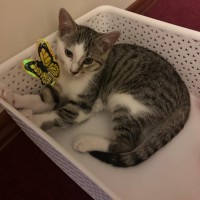 Photo of Mickey ** 2nd Chance Cat Rescue**