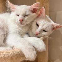 Photo of Angel & Loki