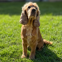 Photo of Winston