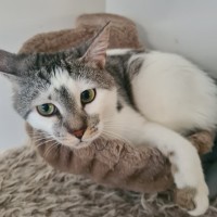 Photo of Marble