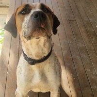 Photo of D1180 Diesel 