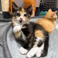 Photo of Stella
