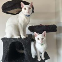 Photo of Snow & Blizzard
