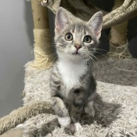 Photo of Pip