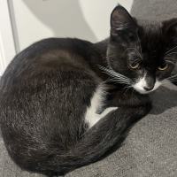 Photo of Dallas ** 2nd Chance Cat Rescue**