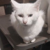 Photo of Angel