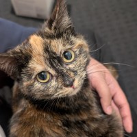 Photo of Tartar
