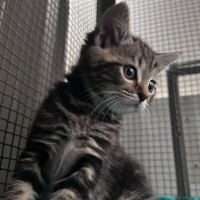 Photo of Nutella Storm 🍦 