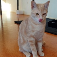 Photo of Marmalade