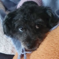 Photo of Bramble