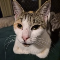 Photo of Matlock 