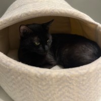 Photo of Umbra