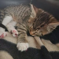 Photo of Sammy