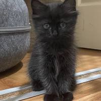 Photo of Nova