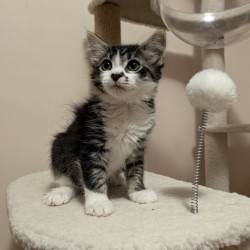 Male Domestic Medium Hair (DMH) Cat