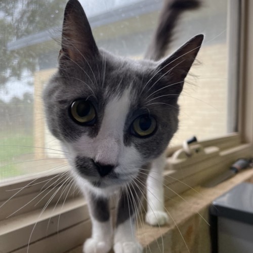 Norma - Domestic Medium Hair (DMH) Cat