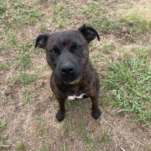 Kiva - Staffordshire Bull Terrier Dog