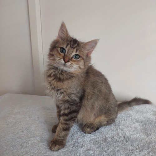 Gwen - Domestic Medium Hair (DMH) Cat