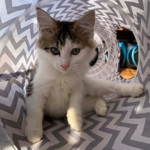 Shanti  - Domestic Medium Hair (DMH) Cat